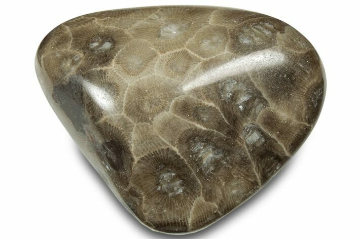 Polished Petoskey Stone (Fossil Coral) - Michigan #322976
